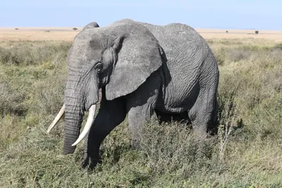 DSC_3878 (Large).JPG